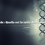 Réponse rapide : Quelle est la taille des lapins hollandais ?